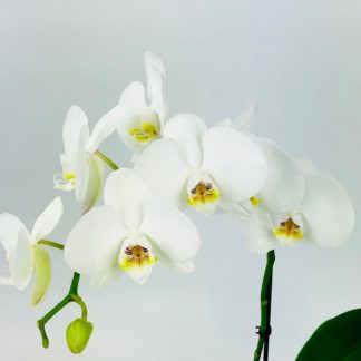 PHALAENOPSIS CUT STEM WHITE  