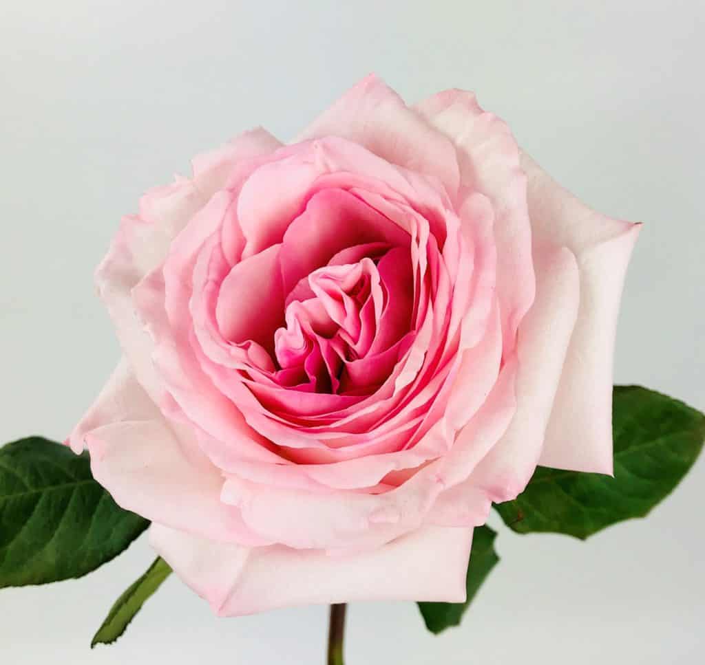 Pink O'Hara Garden Rose Wholesale Bulk Flowers Cascade Floral