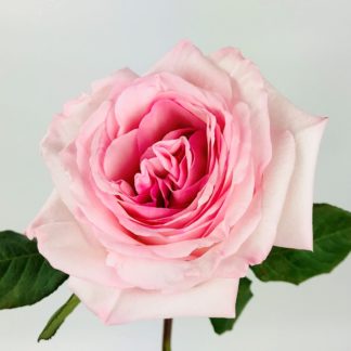 Pink O'Hara Garden Rose Pink O'Hara Garden Rose