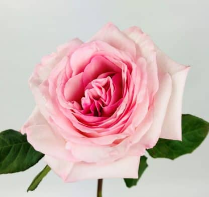 Pink O'Hara Garden Rose  