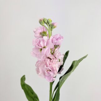 STOCK - PINK  