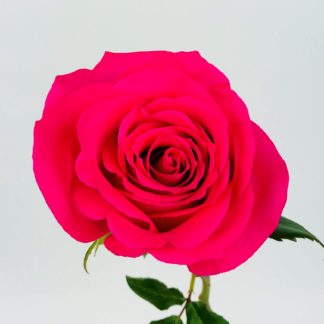 PINK FLOYD ROSE - 50CM PINK FLOYD ROSE - 50CM