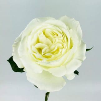 Playa Blanca Rose - 60CM Playa Blanca Rose - 60CM