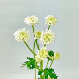 POM- BUTTON WHITE POM- BUTTON WHITE