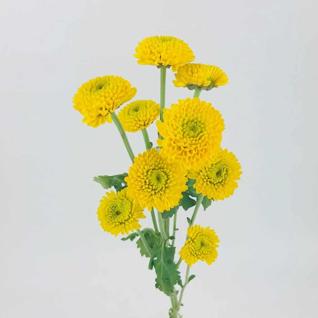 Everyday Flowers Wholesale Bulk Flowers