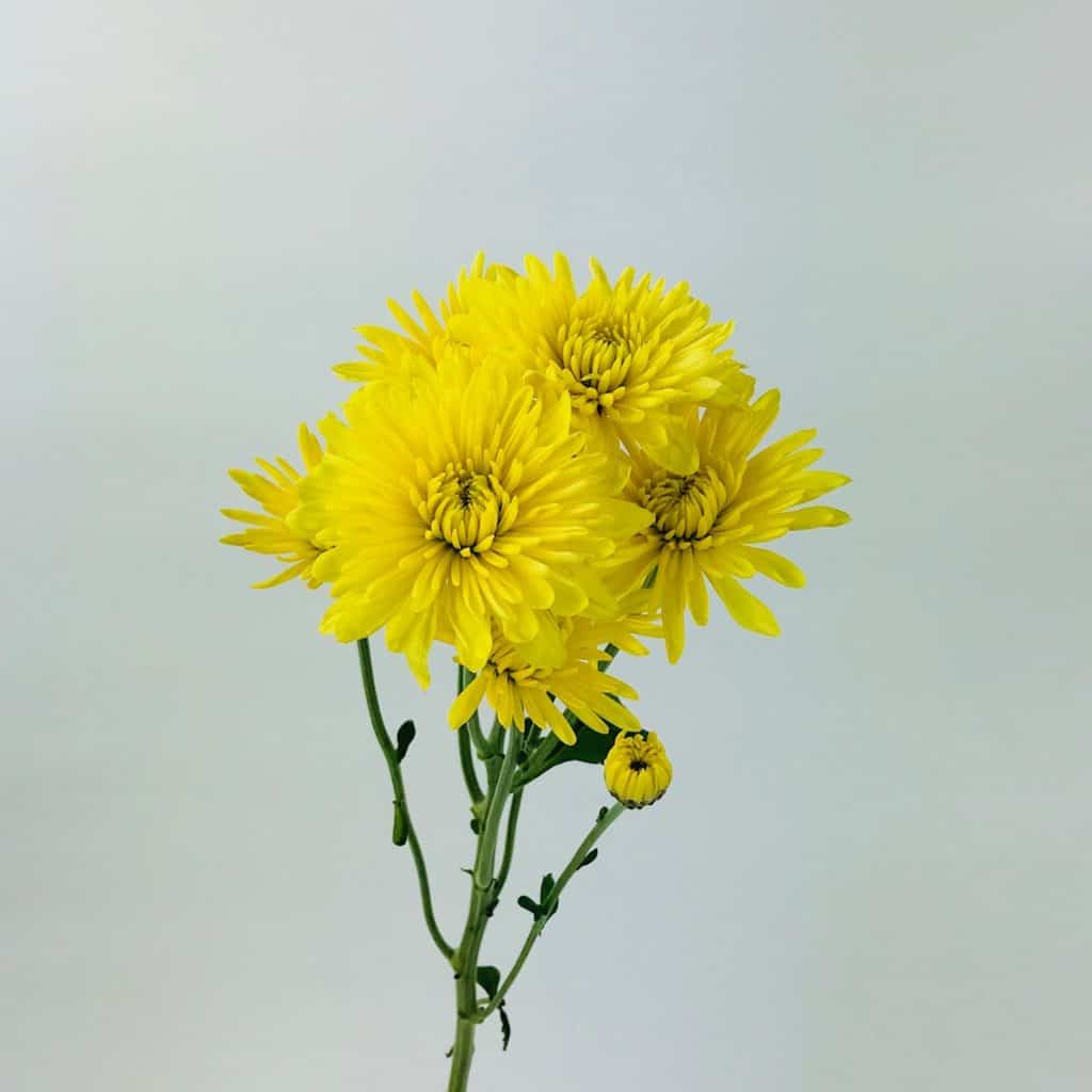 Bulk Spray Mums Delivery Wholesale (DIY) Cascade Floral Wholesale