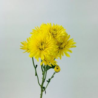 POM- CUSHION YELLOW POM- CUSHION YELLOW