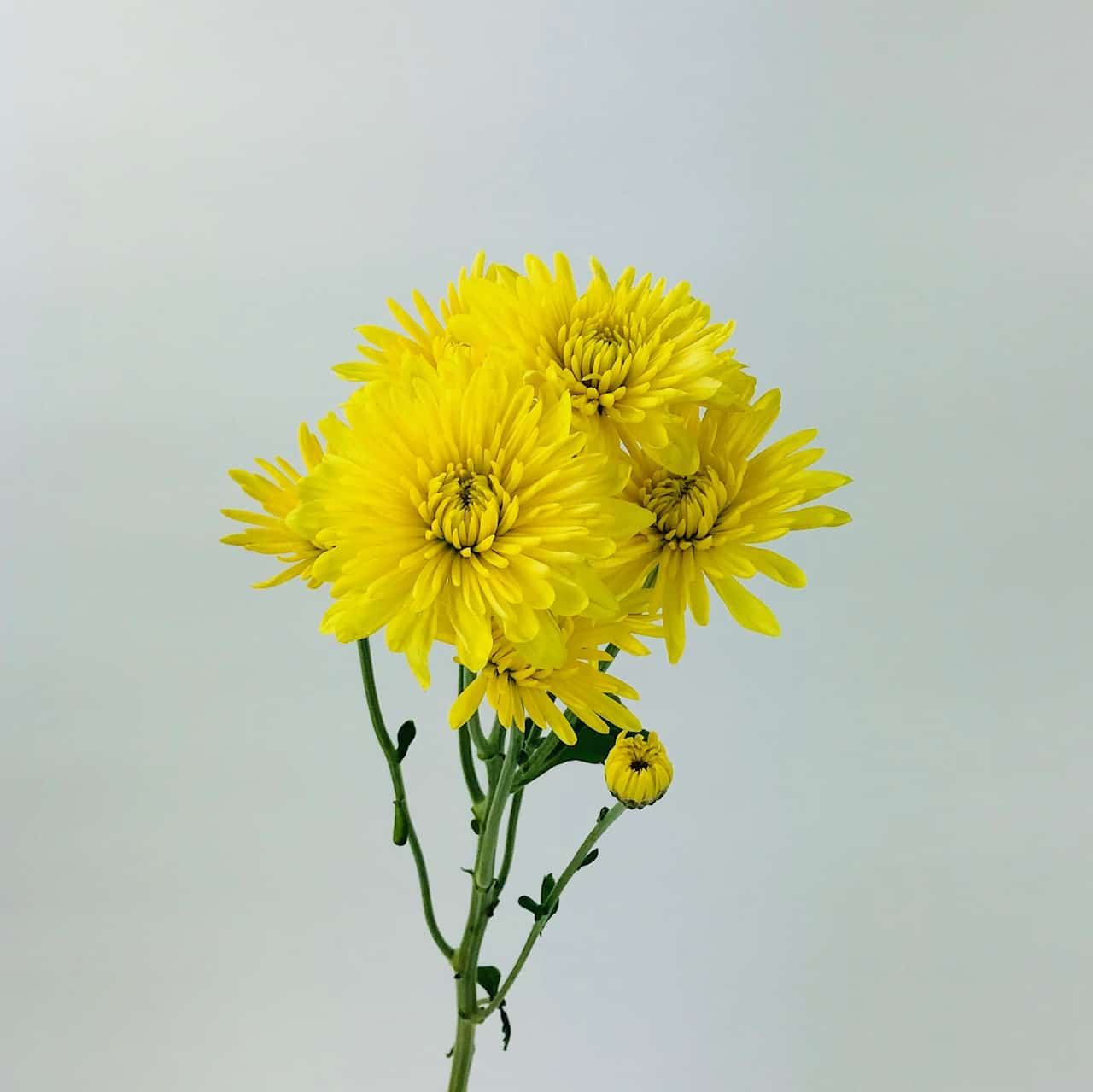 POM CUSHION YELLOW Wholesale Bulk Flowers Cascade Floral