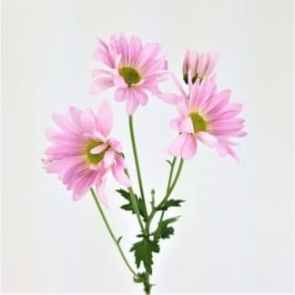 POM- DAISY LIGHT PURPLE  