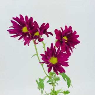 POM- DAISY DARK PURPLE  