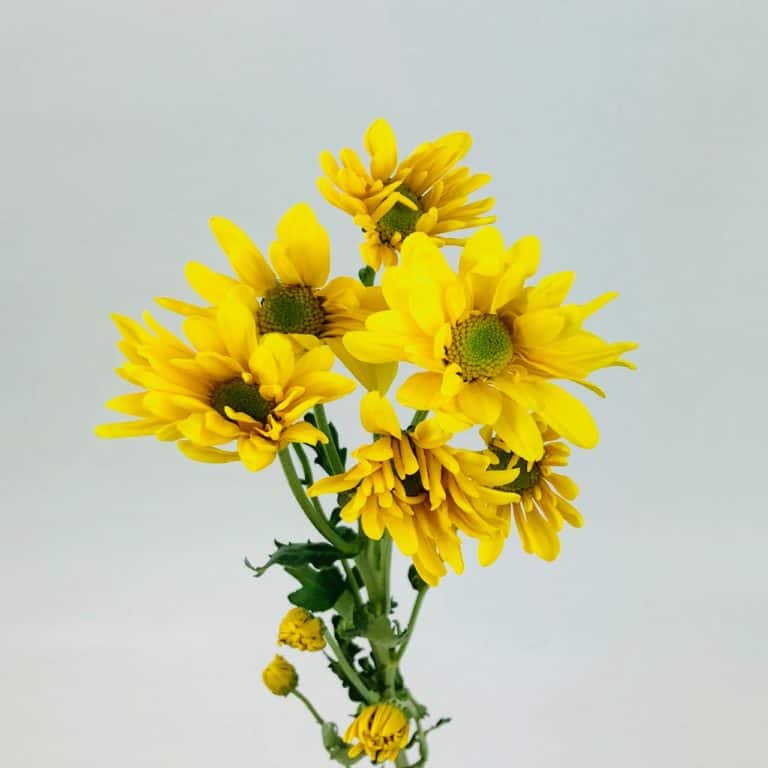Sunflower Large 5 Stem Wholesale Bulk Flowers Cascade Floral