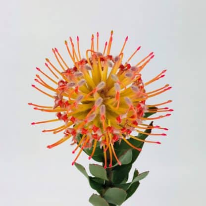 Protea Pincushion - Orange  