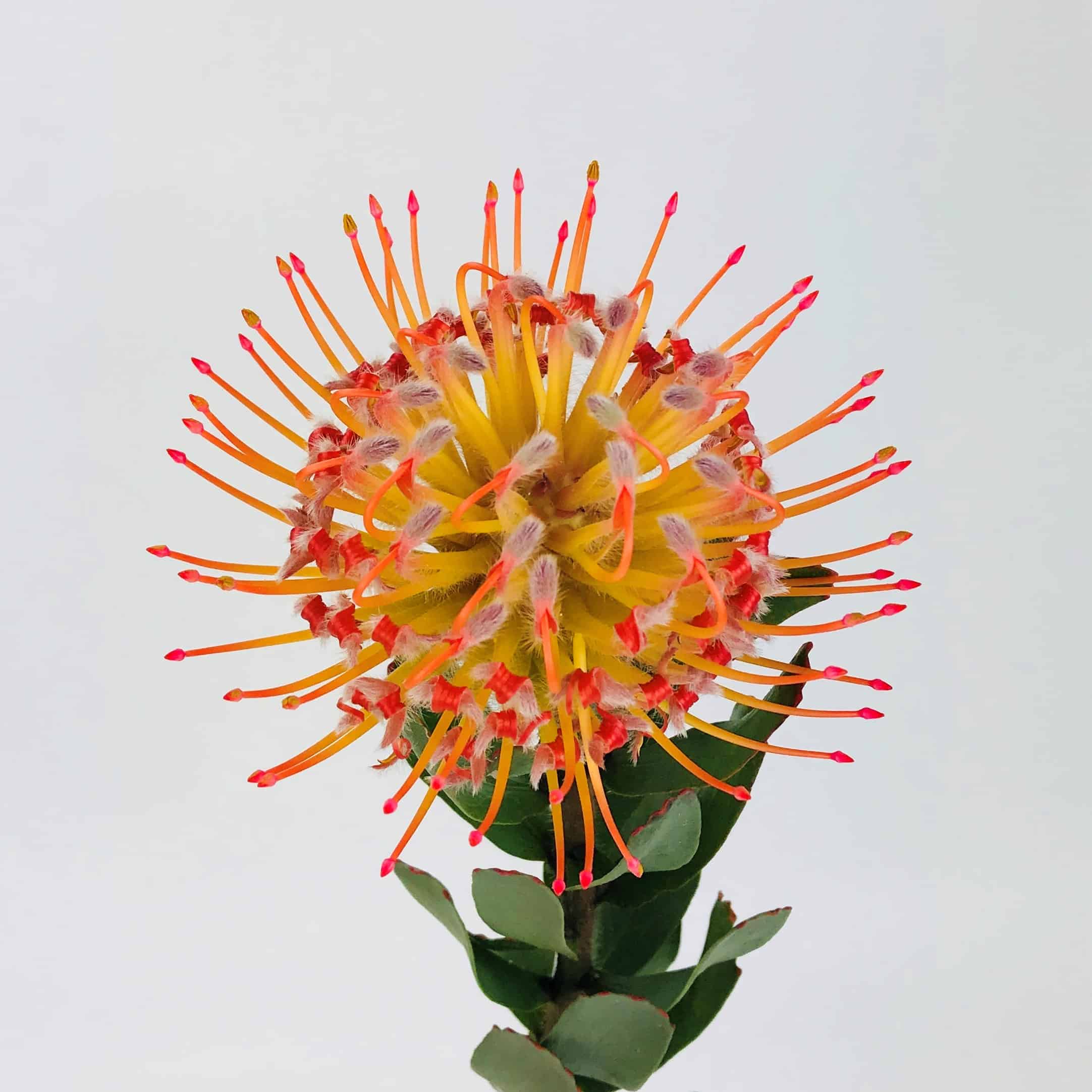 Protea Pincushion - Orange