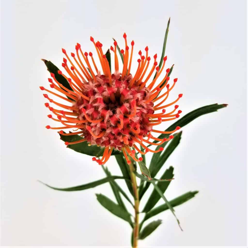 Protea Pincushion Red Wholesale Bulk Flowers Cascade Floral