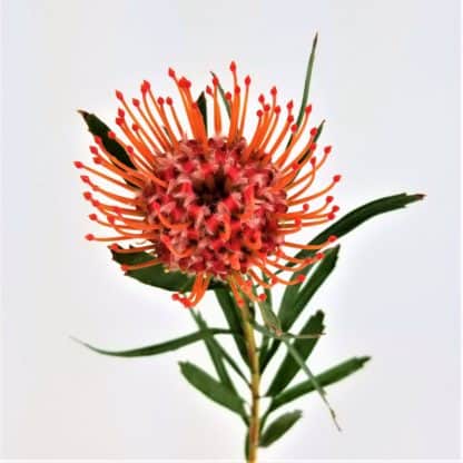 Protea Pincushion - Red  
