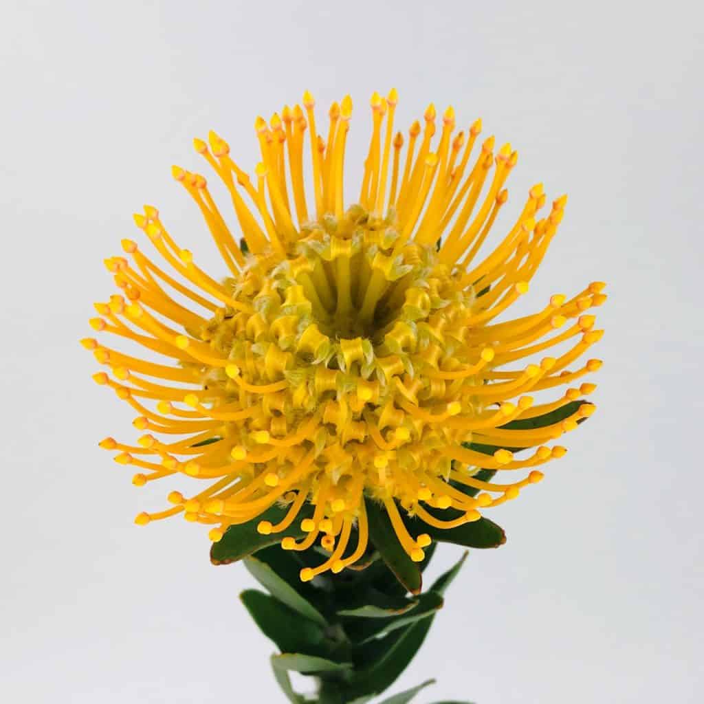Protea Pincushion Yellow Wholesale Bulk Flowers Cascade Floral