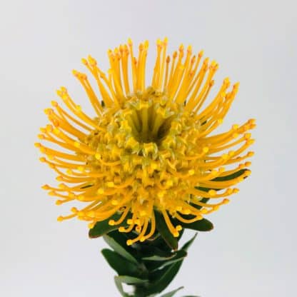 Protea Pincushion - Yellow  