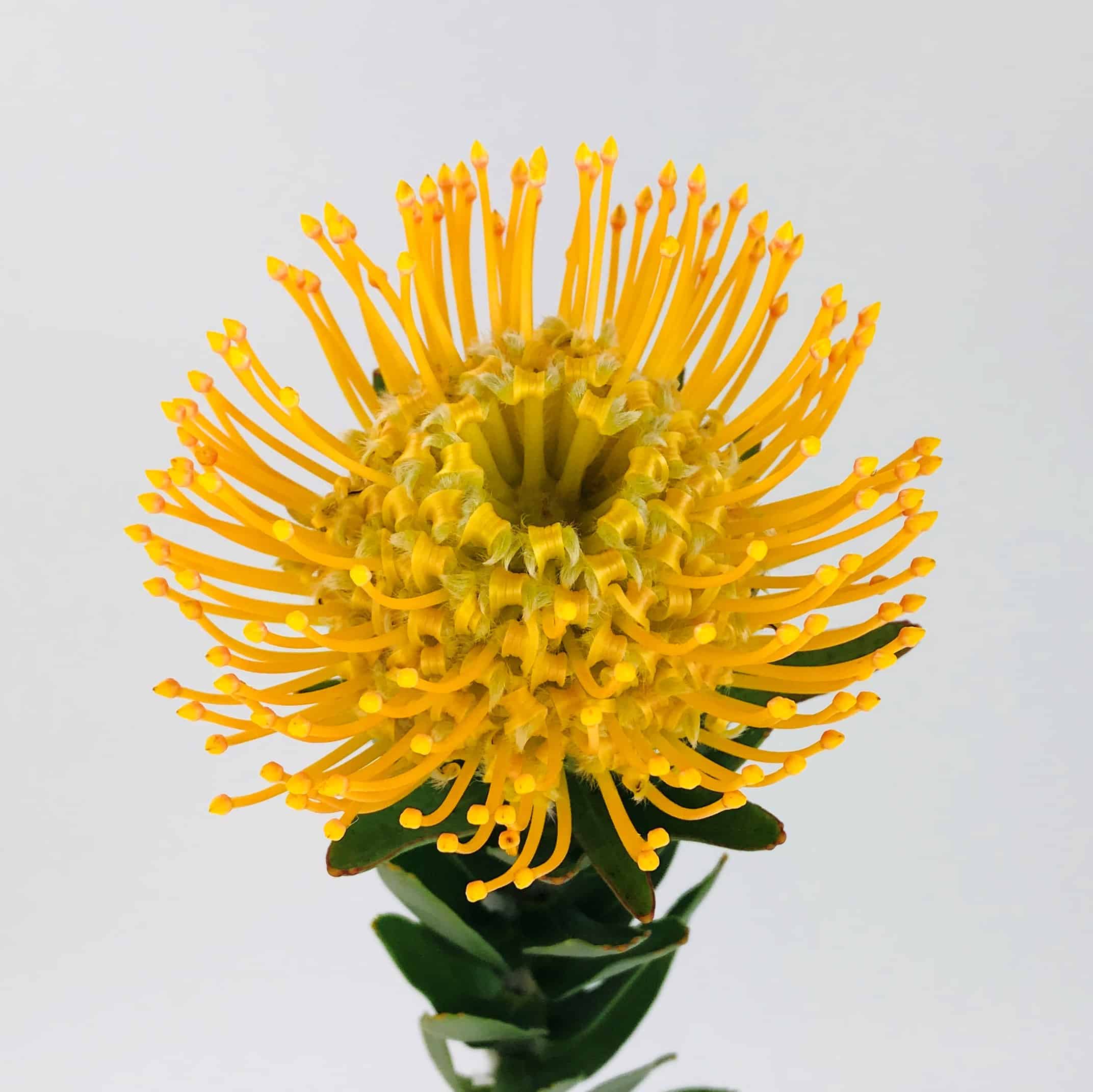 Protea Pincushion Orange - Wholesale - Blooms By The Box