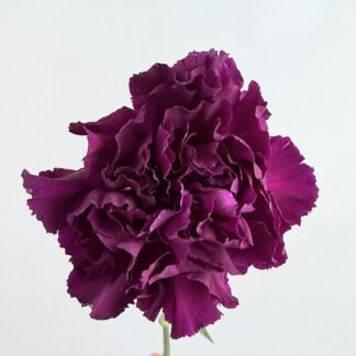 CARNATION - PURPLE CARNATION - PURPLE