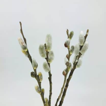PUSSY WILLOW- TIPS  