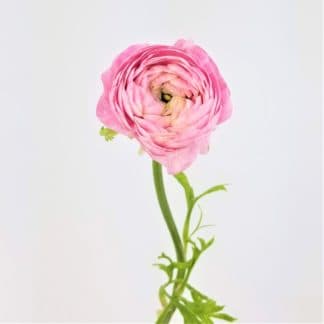 RANUNCULUS - LIGHT PINK RANUNCULUS - LIGHT PINK
