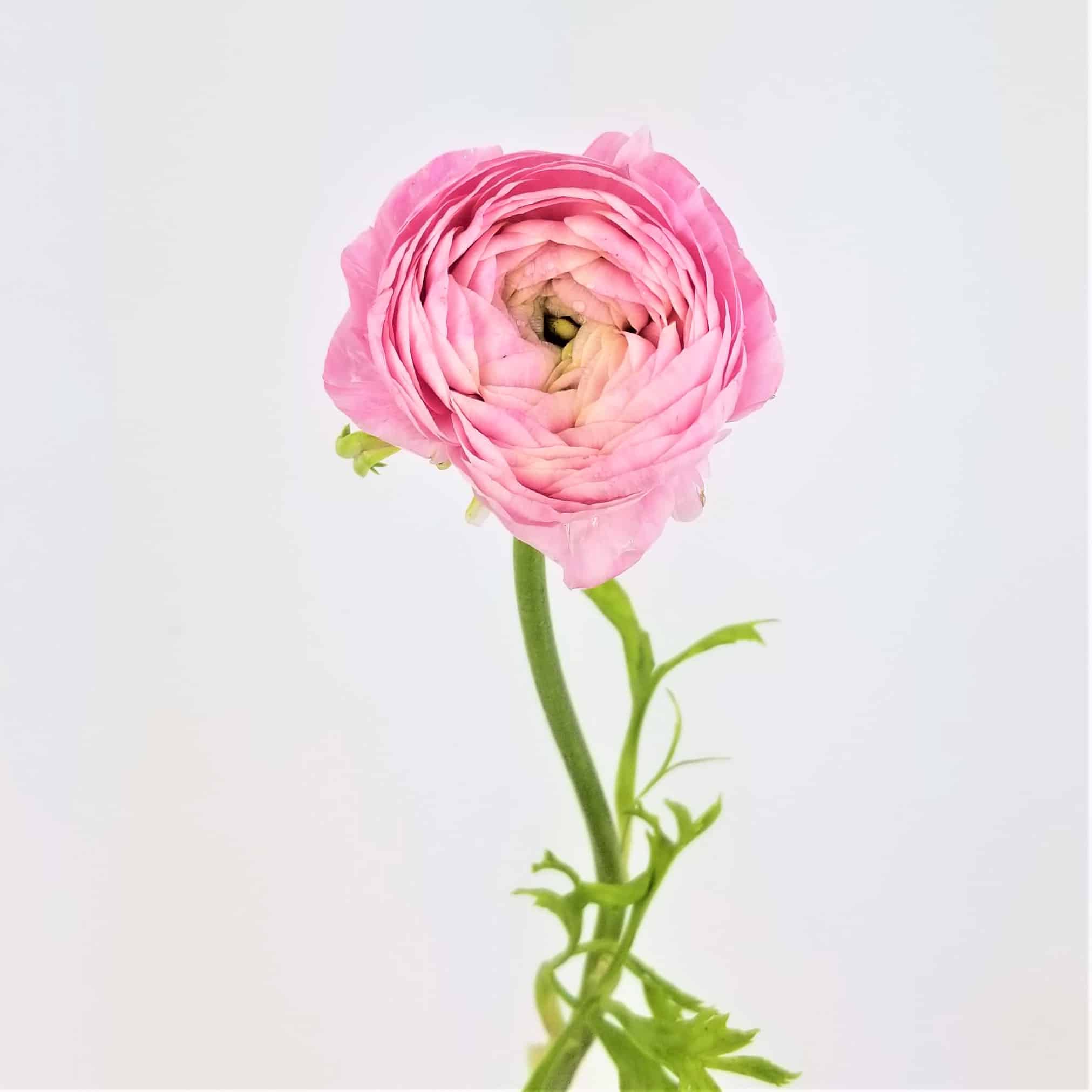 https://www.cascadefloralwholesale.com/wp-content/uploads/2018/03/RANUPI-1.jpg