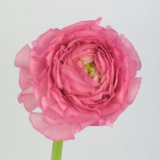 RANUNCULUS-  PINK  