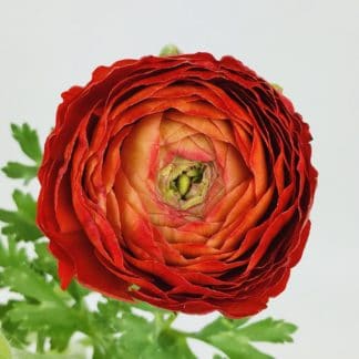 RANUNCULUS- RED   RANUNCULUS- RED