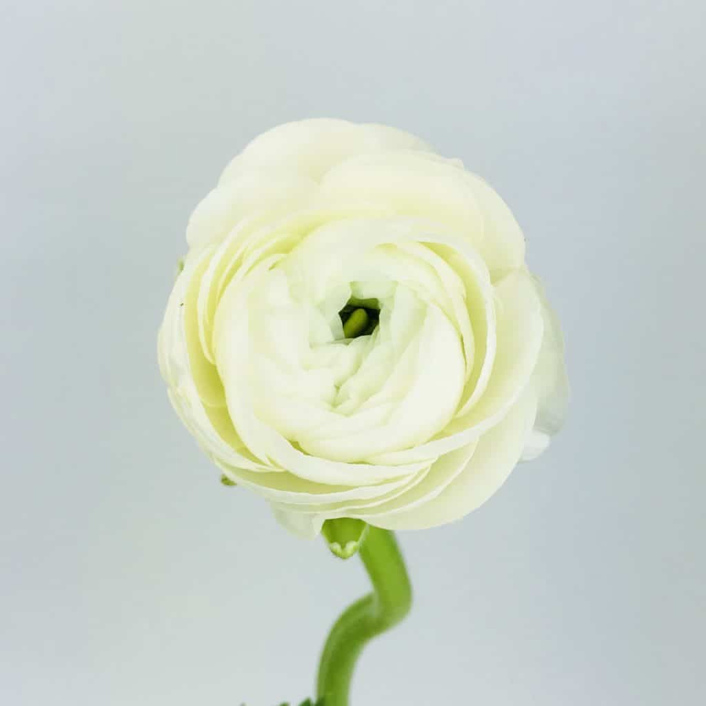 White Ranaculas Roses Ranunculus - White - Wholesale Bulk Flowers - Cascade Floral