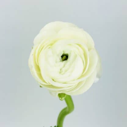 Ranunculus - White  