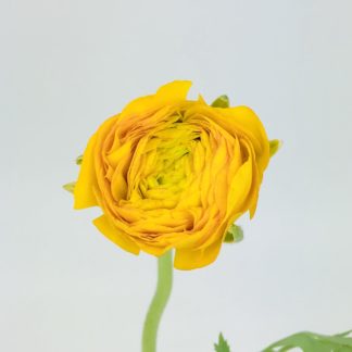 Ranunculus - Yellow  