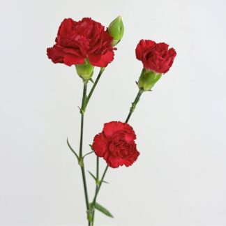 CARNATION MINI RED  