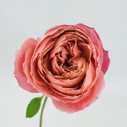 Romantic Antique Garden Rose  