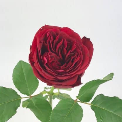 Rouge Royale Garden Rose  