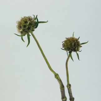 SCABIOSA PODS  