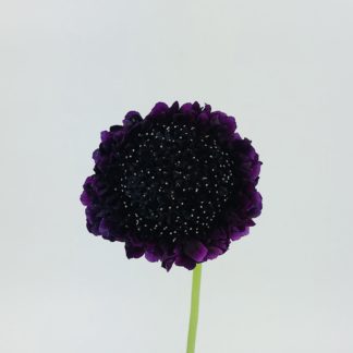 SCABIOSA SCOOP - DARK PURPLE  