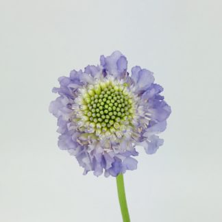 SCABIOSA SCOOP - LIGHT PURPLE  