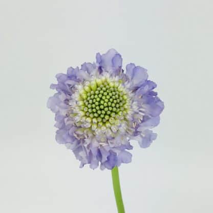 SCABIOSA SCOOP - LIGHT PURPLE  