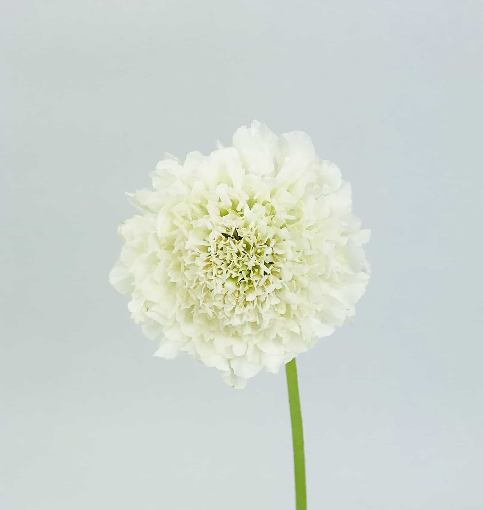 Scabiosa Cotton Candy Scoop