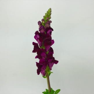 SNAPDRAGONS- BURGUNDY  