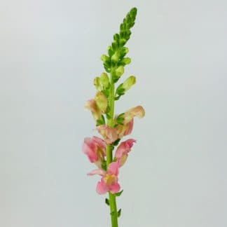 SNAPDRAGONS - LIGHT PINK  