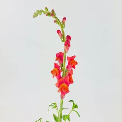 SNAPDRAGONS - ORANGE  