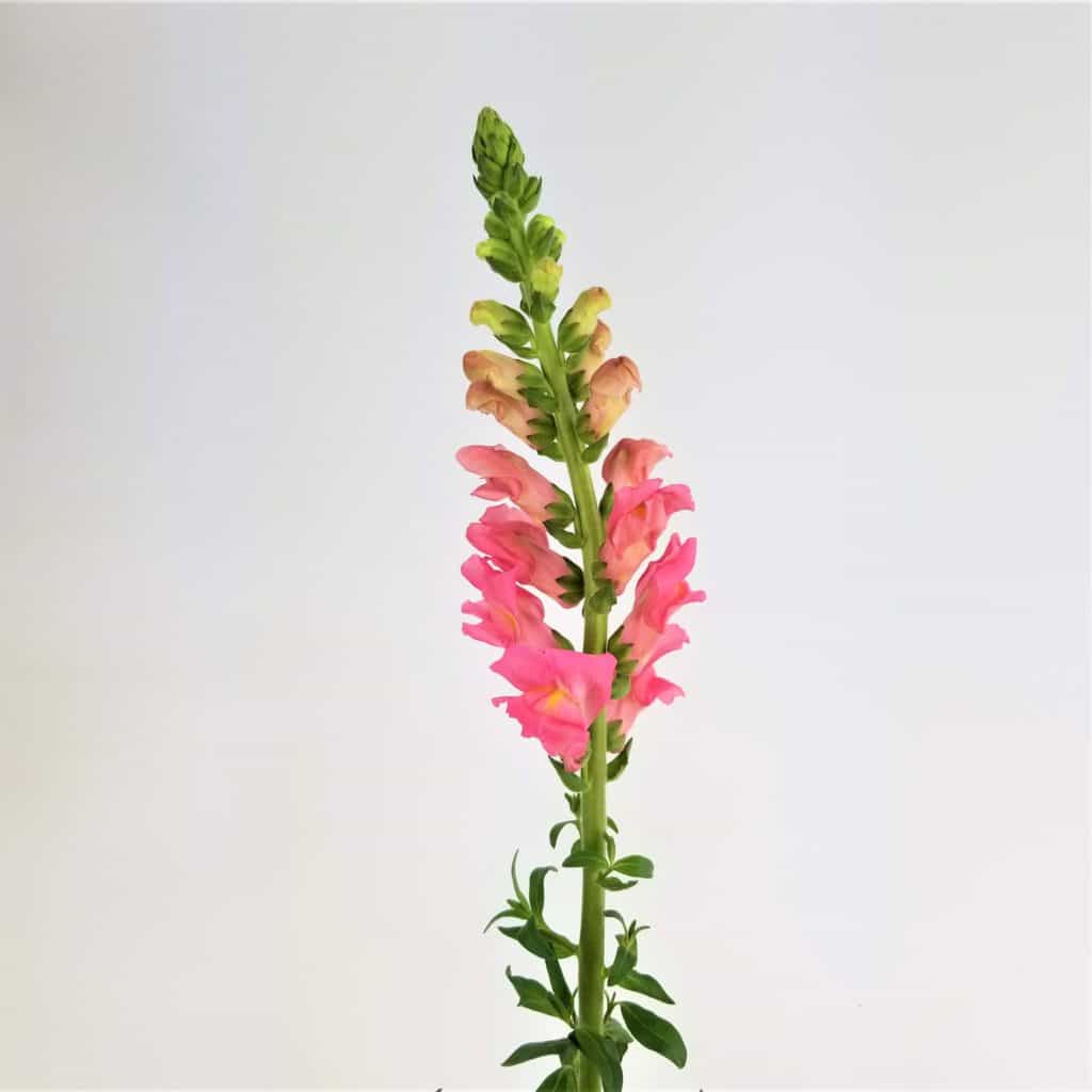 SNAPDRAGONS - MEDIUM PINK - Wholesale Bulk Flowers - Cascade Floral