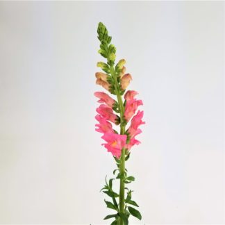 SNAPDRAGONS - MEDIUM PINK  