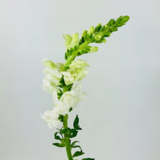 SNAPDRAGONS - WHITE  