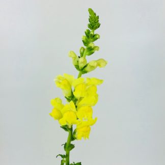 SNAPDRAGONS - YELLOW  