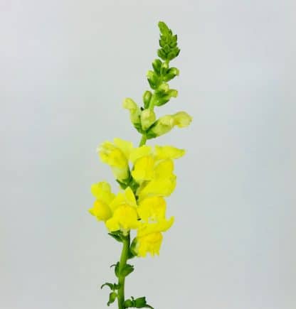 SNAPDRAGONS - YELLOW  