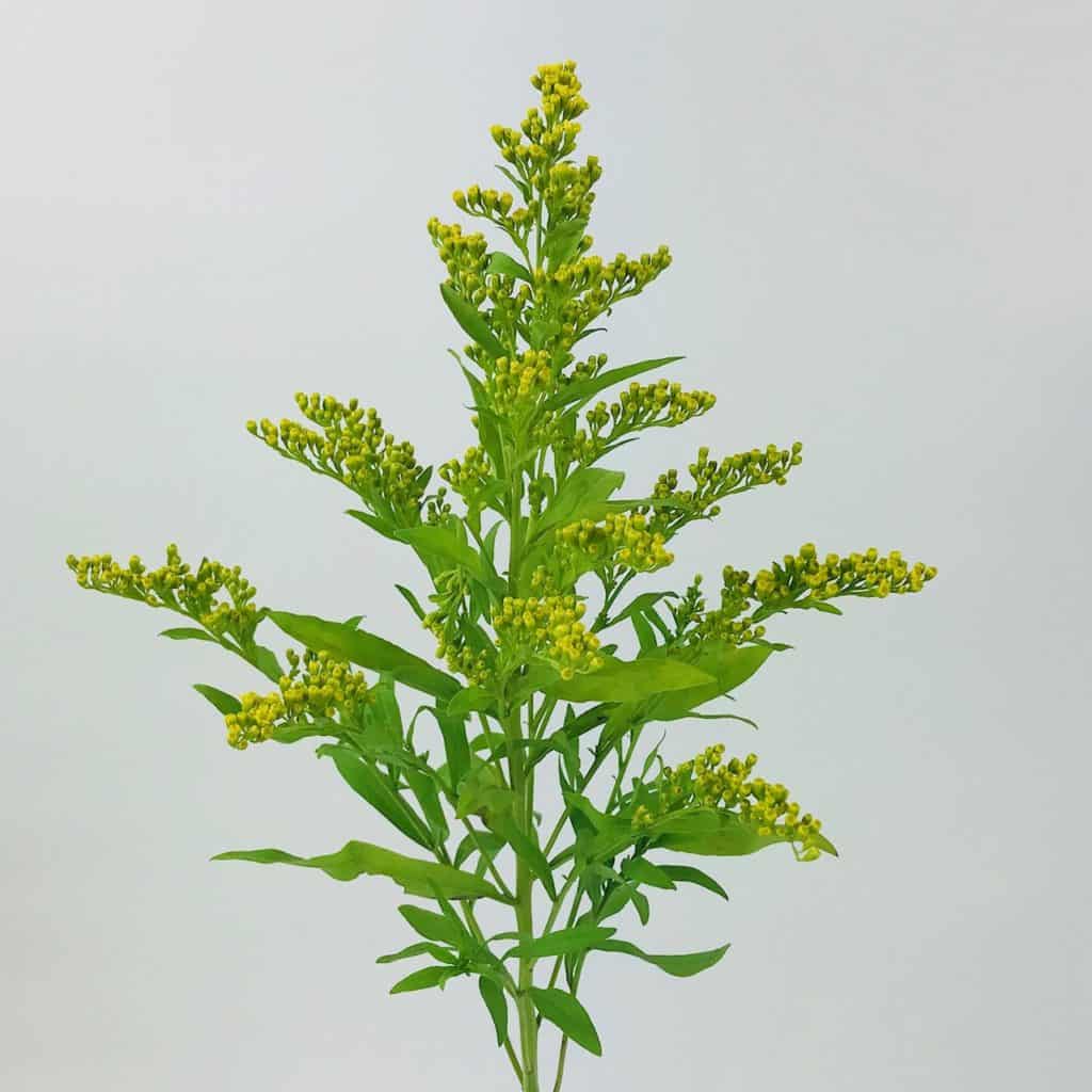 Thistle Wholesale Bulk Flowers Cascade Floral