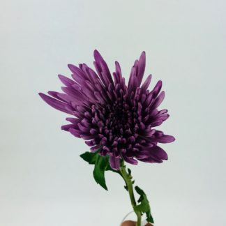 SPIDER MUMS- DARK PURPLE SPIDER MUMS- DARK PURPLE