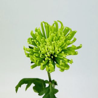 SPIDER MUMS- GREEN SPIDER MUMS- GREEN